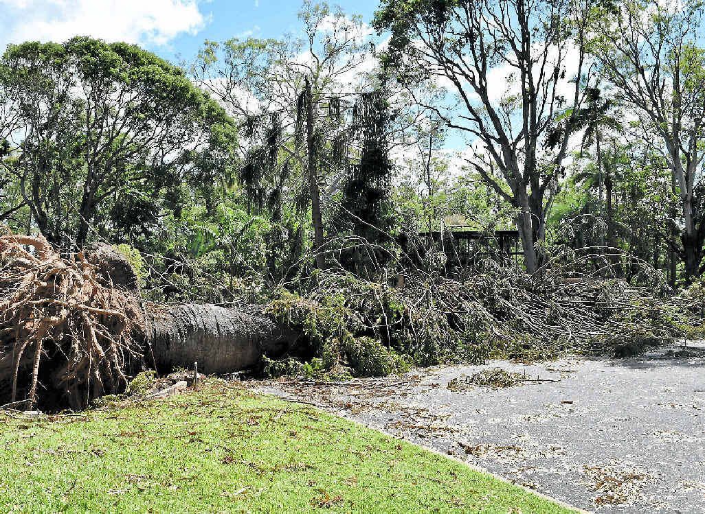 There was lots of damage at the Rockhampton Botanic Gardens but the main area is now back open to the public.