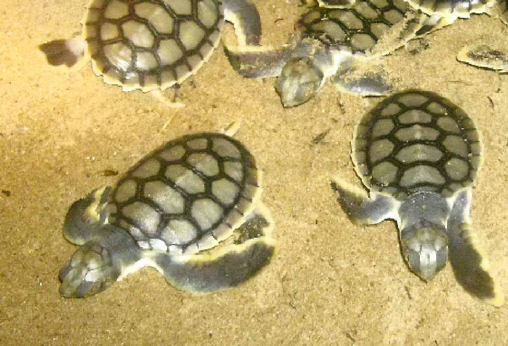 LONG JOURNEY: A couple of flatback turtle hatchlings have made it 100km away in a fortnight. LONG JOURNEY: A couple of flatback turtle hatchlings have made it 100km away in a fortnight.