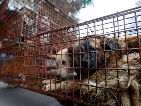Caged dogs sit on the side of Renminzhong Road, waiting to be transferred to a slaughterhouse in a narrow alley. Caged dogs sit on the side of Renminzhong Road, waiting to be transferred to a slaughterhouse in a narrow alley.