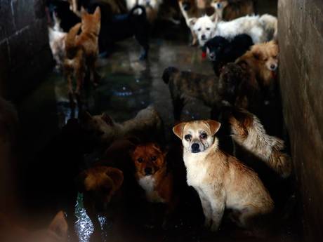 Hundreds of dogs await their own death in a slaughterhouse, while they watch as their companions are slaughtered in front of them. Hundreds of dogs await their own death in a slaughterhouse, while they watch as their companions are slaughtered in front of them.
