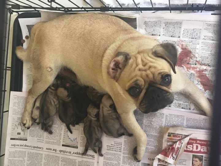 YOUR STORY: Can you help find Candy? Her puppies are lonely