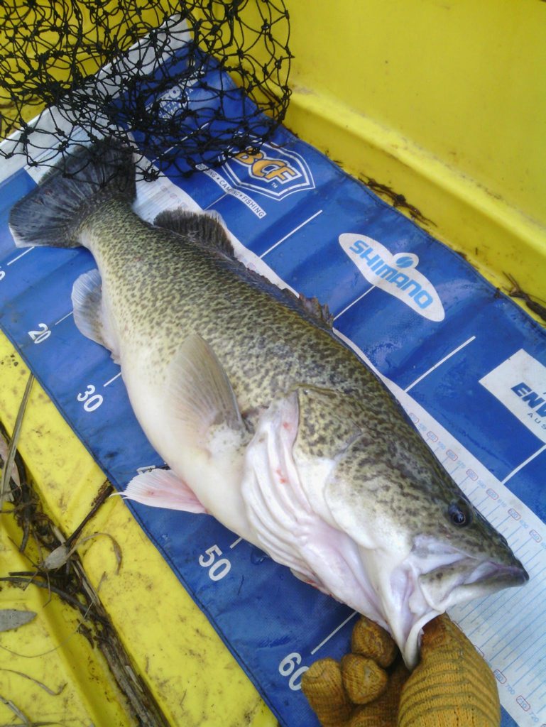 Sam Brown landed this very healthy Murray Cod in the Pratten area.