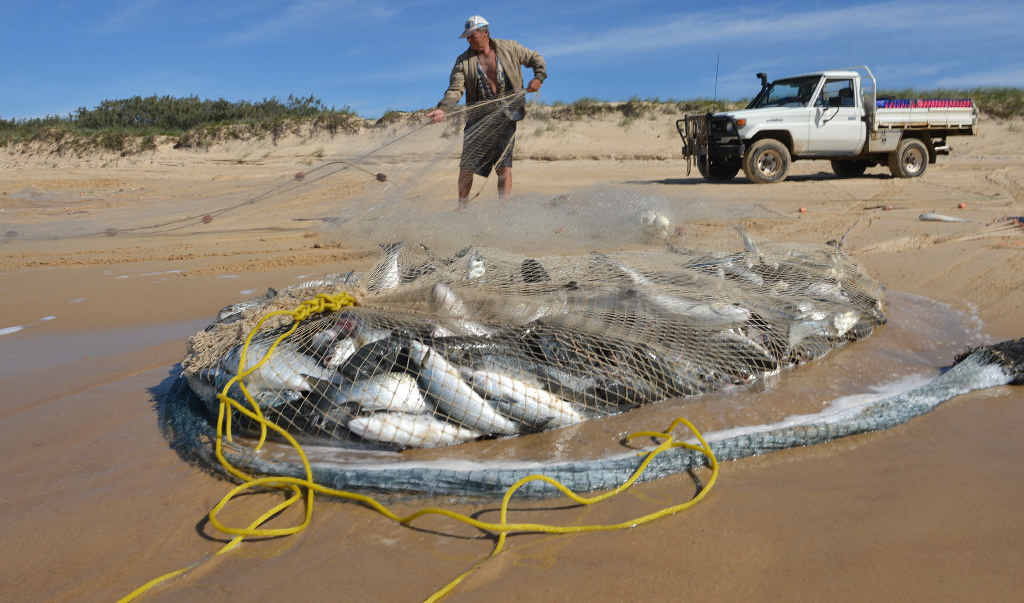MIXED BAG: Tom Durbidge hauls in a catch of mullet. The traditional start to the 2015 mullet run is off to a patchy start for some fishermen on the Sunshine Coast who are hoping weather conditions will be more favourable soon. MIXED BAG: Tom Durbidge hauls in a catch of mullet. The traditional start to the 2015 mullet run is off to a patchy start for some fishermen on the Sunshine Coast who are hoping weather conditions will be more favourable soon.
