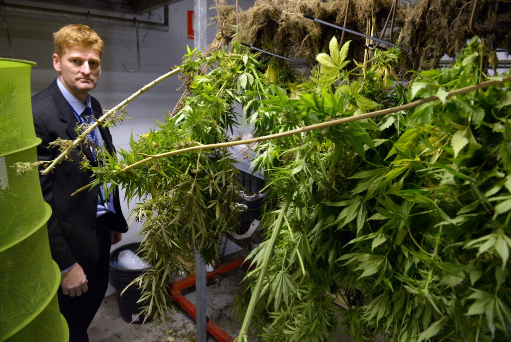 DRUG BUST: Acting Senior Sergeant Glenn Cameron with a haul of cannabis plants seized from state forest land south of Bundaberg. Photo: Max Fleet / NewsMail DRUG BUST: Acting Senior Sergeant Glenn Cameron with a haul of cannabis plants seized from state forest land south of Bundaberg. Photo: Max Fleet / NewsMail