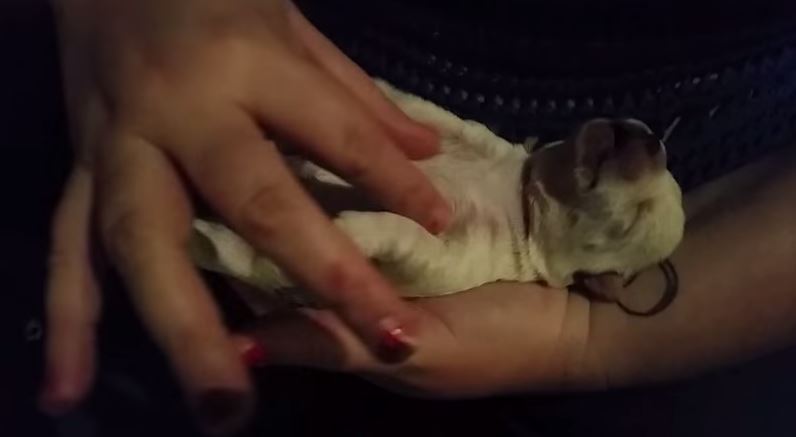 Two-week-old Cairn Terrier puppy getting a relaxing massage.