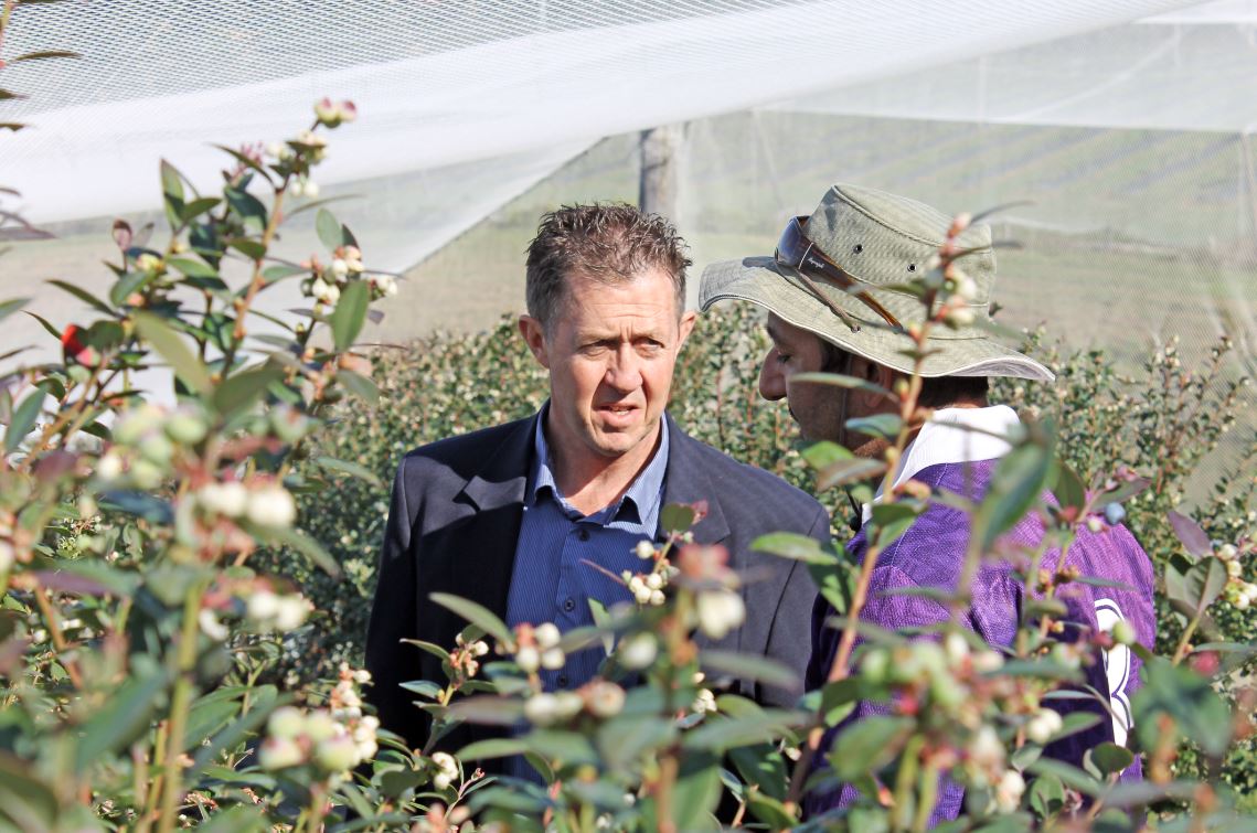 Cowper MP Luke Hartsuyker visits blueberry farmer Gary Atwal at his Sandy Beach property. Cowper MP Luke Hartsuyker visits blueberry farmer Gary Atwal at his Sandy Beach property.