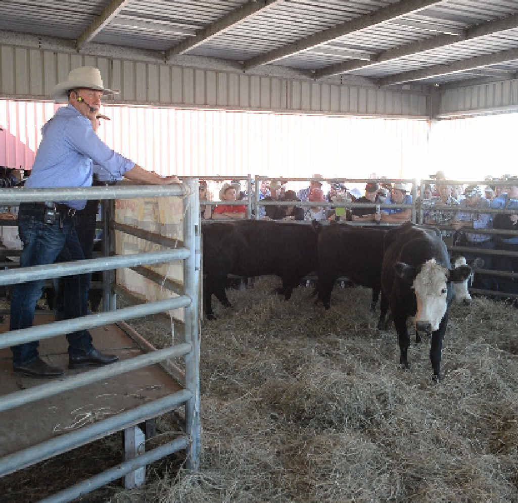 SALE TIME: Darren Parkins, auctioneer at the cattle sale during Primex in Casino on Saturday. SALE TIME: Darren Parkins, auctioneer at the cattle sale during Primex in Casino on Saturday.