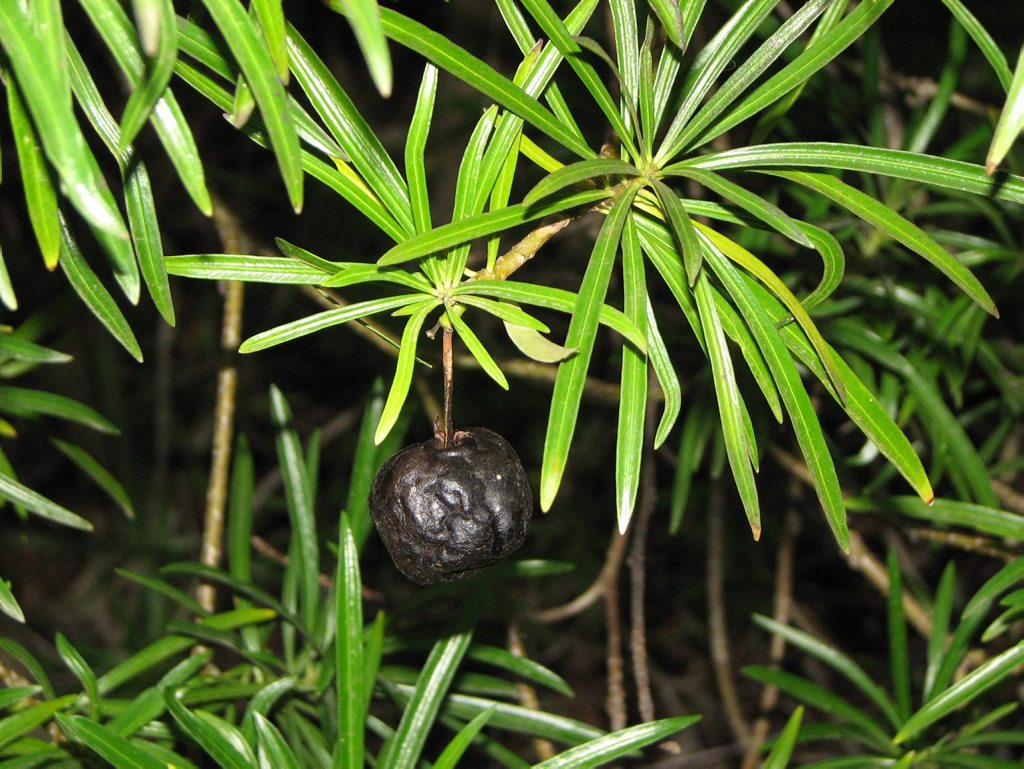 Captain Cook tree (also known as yellow oleander) has become a highly invasive weed in parts of Queensland, especially along creeks and in woodlands. Photo Contributed Captain Cook tree (also known as yellow oleander) has become a highly invasive weed in parts of Queensland, especially along creeks and in woodlands. Photo Contributed