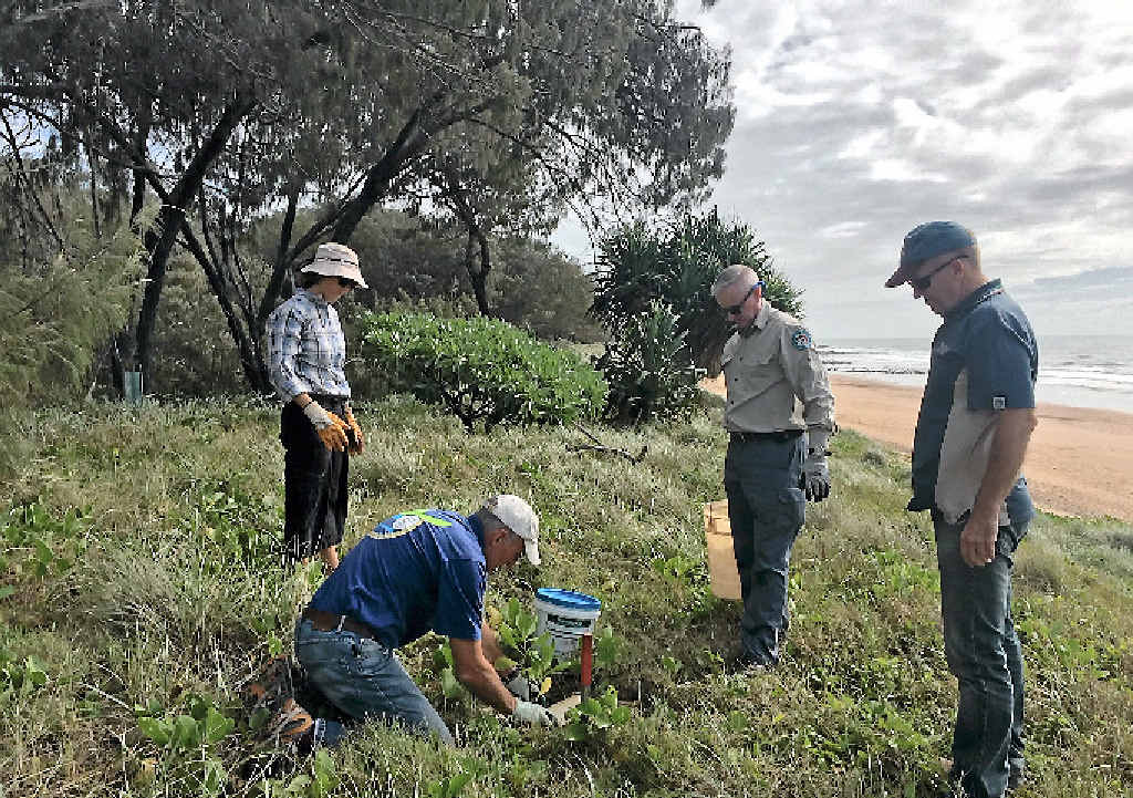 LIGHTS OUT: Volunteers Fiona Hoffman and Gary Brandon with QPWS’s Peter Wright and Neil Cambourn plant the dunes to cut the glow for nesting turtles at Mon Repos. LIGHTS OUT: Volunteers Fiona Hoffman and Gary Brandon with QPWS’s Peter Wright and Neil Cambourn plant the dunes to cut the glow for nesting turtles at Mon Repos.