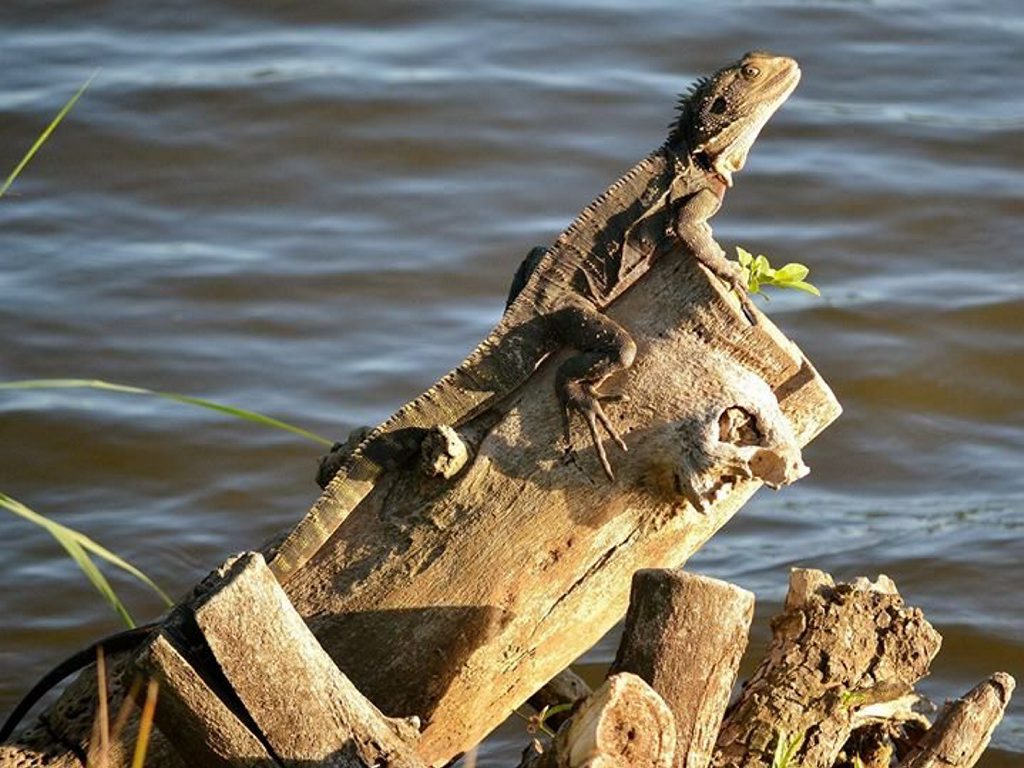 Photo of the Day: Lizards like sunbathing too, you know!