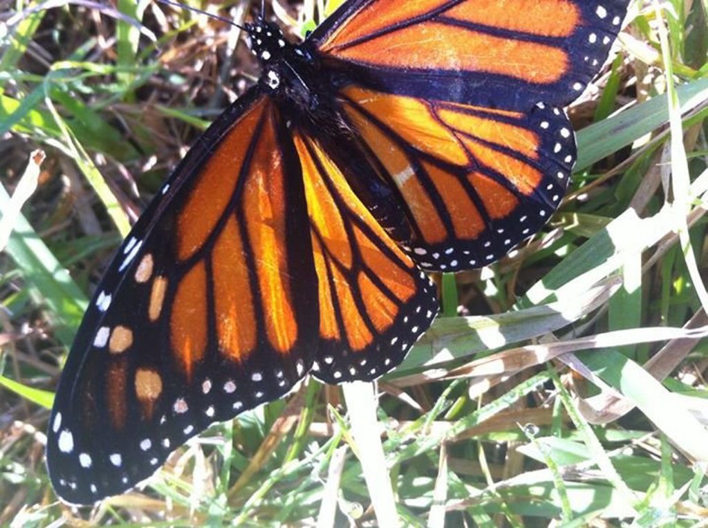 Paris Gibson snapped this butterfly in rest mode.
