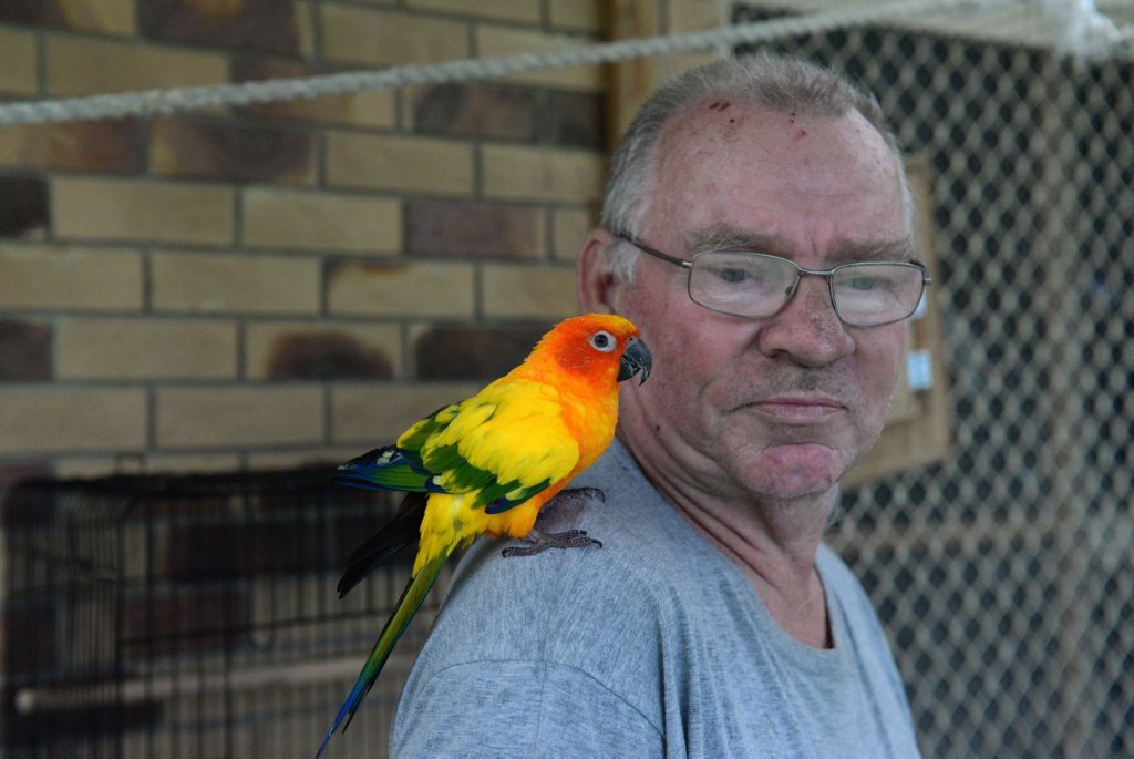 BIRD BRAINS: Alex Zwarts is upset that the Council would like him to remove his bird aviaries. Photo: Mike Knott / NewsMail BIRD BRAINS: Alex Zwarts is upset that the Council would like him to remove his bird aviaries. Photo: Mike Knott / NewsMail