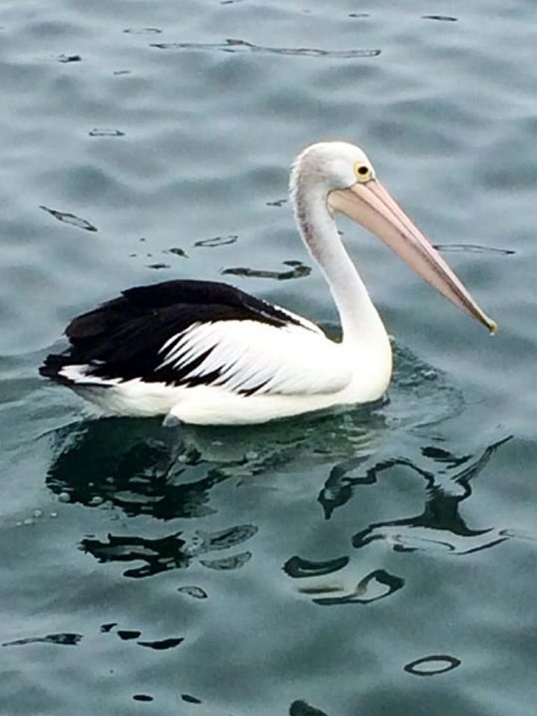 LAUREN Theodossiou captured this pelican floating on the water at Ballina. 