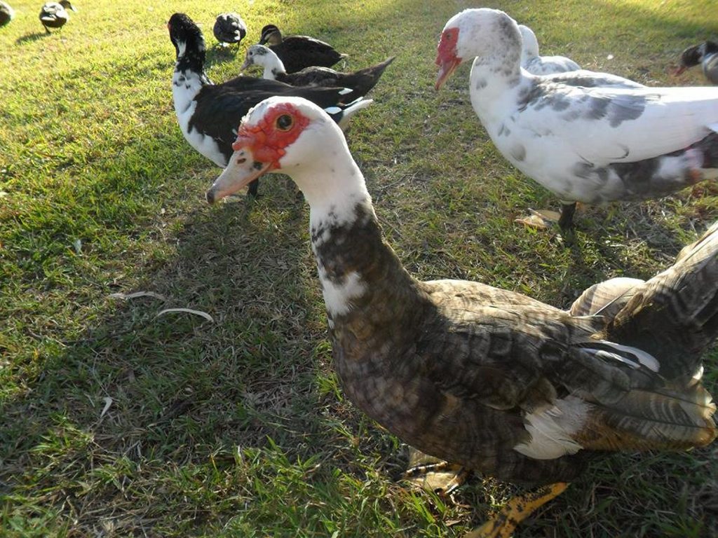 Ducks from Forest Glen have been removed by Gladstone Regional Council. Contributed. Ducks from Forest Glen have been removed by Gladstone Regional Council. Contributed.