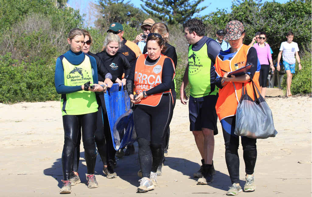 RESCUE MISSION: Members of Dolphin Marine Magic in Coffs Harbour, members of ORRCA marine rescue and members of the National Parks and Wildlife Service band together to relocate the ‘Lonely’ bottlenose at Whiting Beach. RESCUE MISSION: Members of Dolphin Marine Magic in Coffs Harbour, members of ORRCA marine rescue and members of the National Parks and Wildlife Service band together to relocate the ‘Lonely’ bottlenose at Whiting Beach.