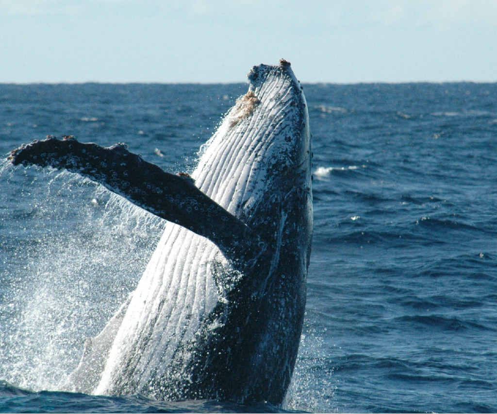Migrating whales display behaviour not dissimilar to that of humans in the way they interact and treat each other. Migrating whales display behaviour not dissimilar to that of humans in the way they interact and treat each other.
