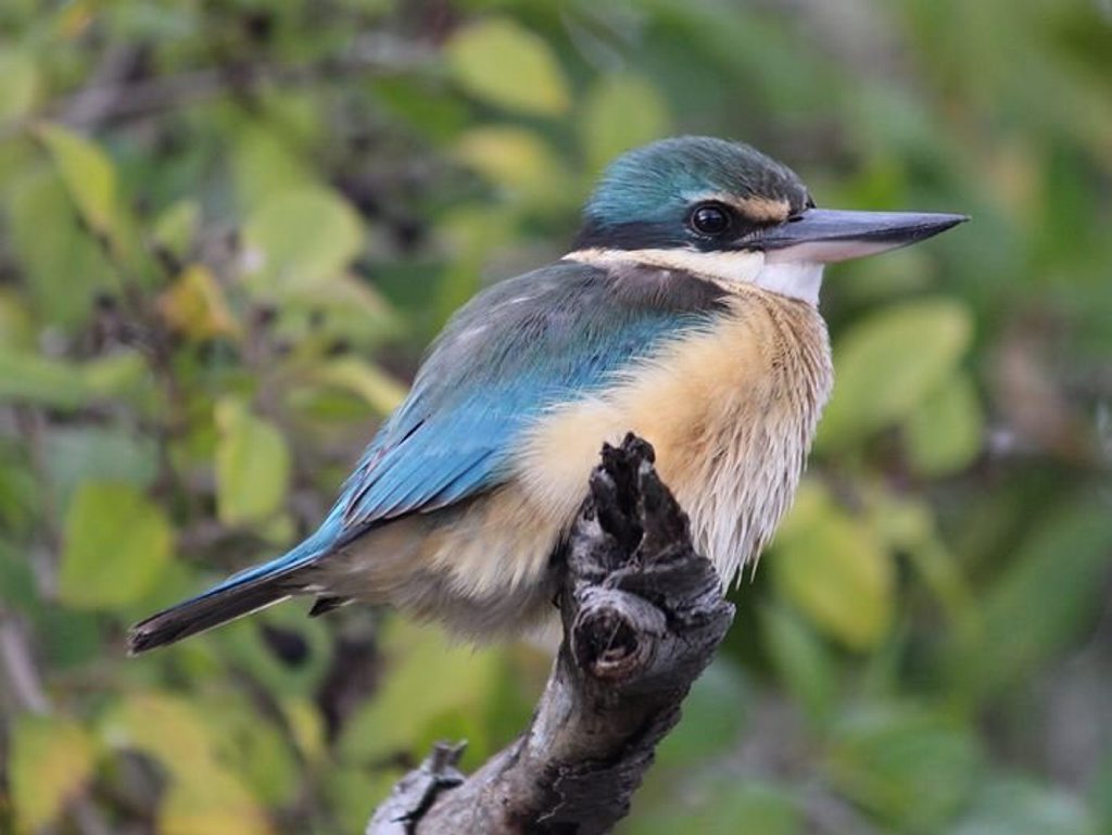 Scott Rawstorne's photo of a Sacred Kingfisher.
