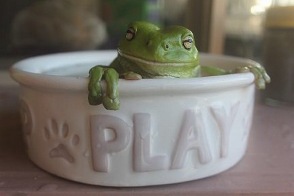 Cheeky green frog in dog's bowl, becomes Photo of the Day