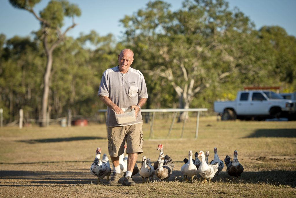 Darts Creek resident Reg Gilbert is now looking after the ducks that were taken from Forest Glen last week. Photo Paul Braven / The Observer