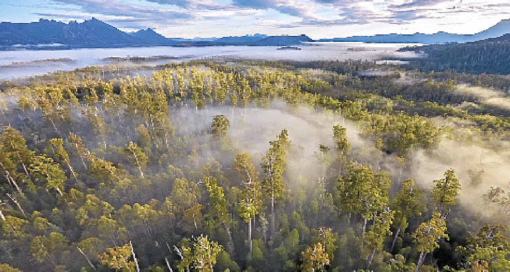 DIVISION: Mining and logging have been proposed for areas of Tasmania’s World Heritage listed forests. DIVISION: Mining and logging have been proposed for areas of Tasmania’s World Heritage listed forests.
