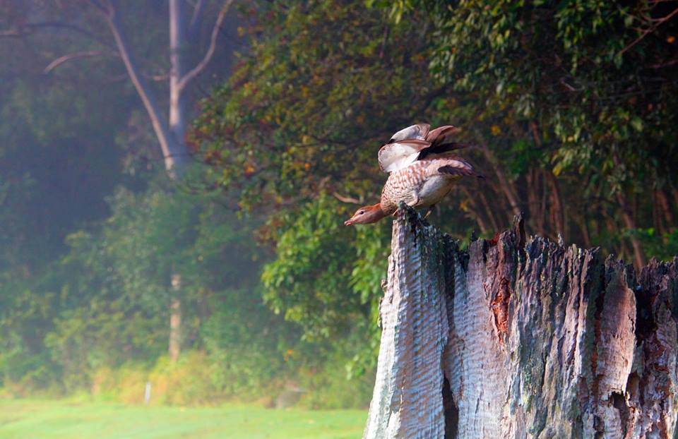 Wood duck on wood, ready for take off, off a log, in the fog, Lismore. Wood duck on wood, ready for take off, off a log, in the fog, Lismore.