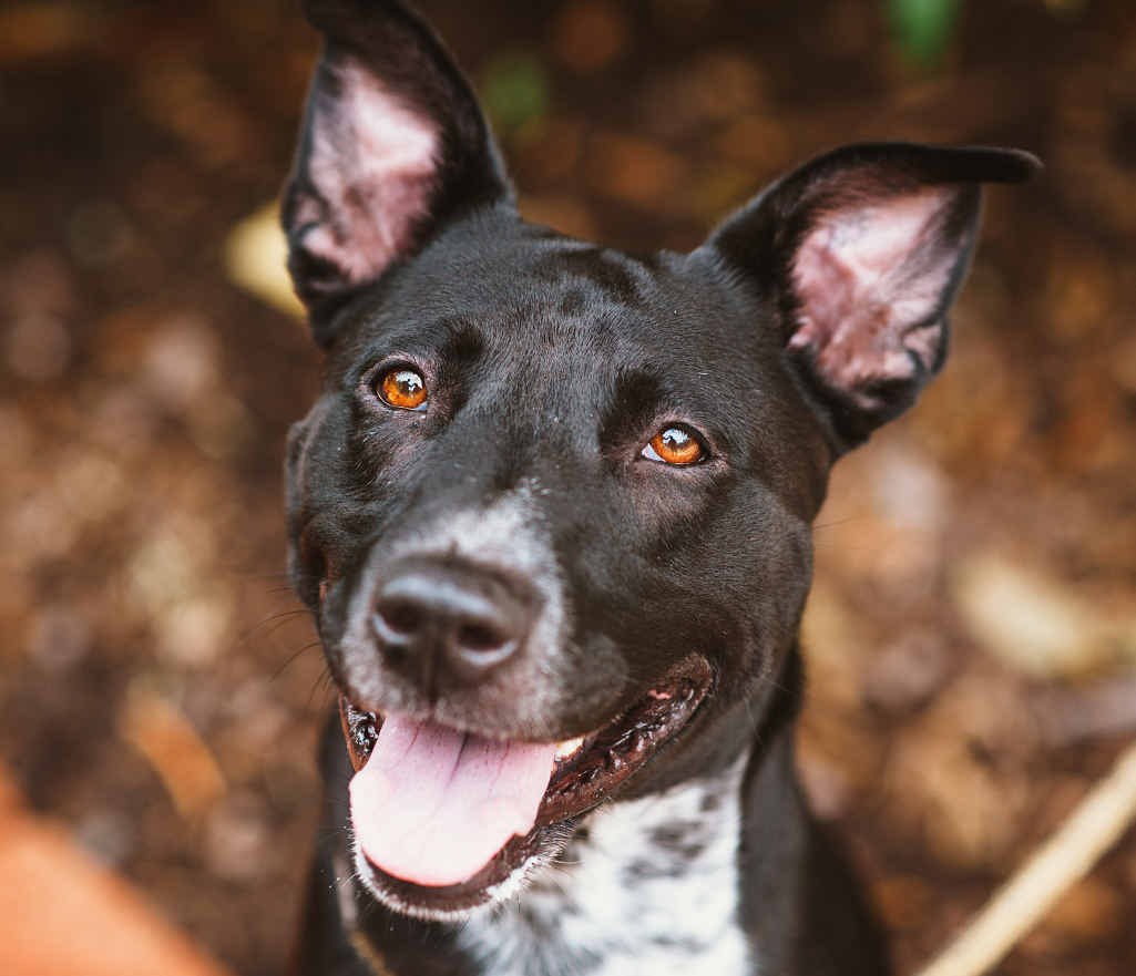 HOMEWARD BOUND: Long-term Sunshine Coast Animal Refuge resident Venus has finally found a home after 16 months.