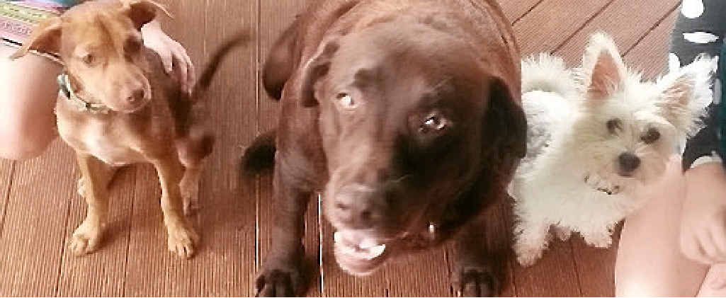 Jester (left) and Mia (right) died last week. Jester (left) and Mia (right) died last week.