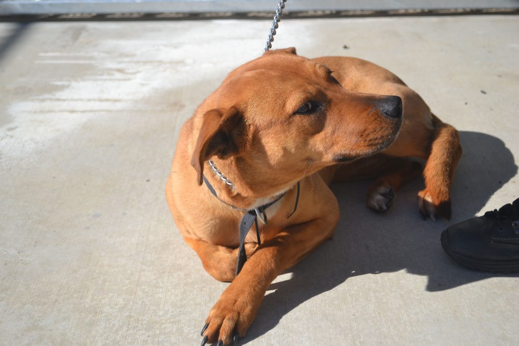 This female, six to seven month old ridgeback is friendly but a little shy. She is waiting at the Drew St Dalby pound for a new home. This female, six to seven month old ridgeback is friendly but a little shy. She is waiting at the Drew St Dalby pound for a new home.