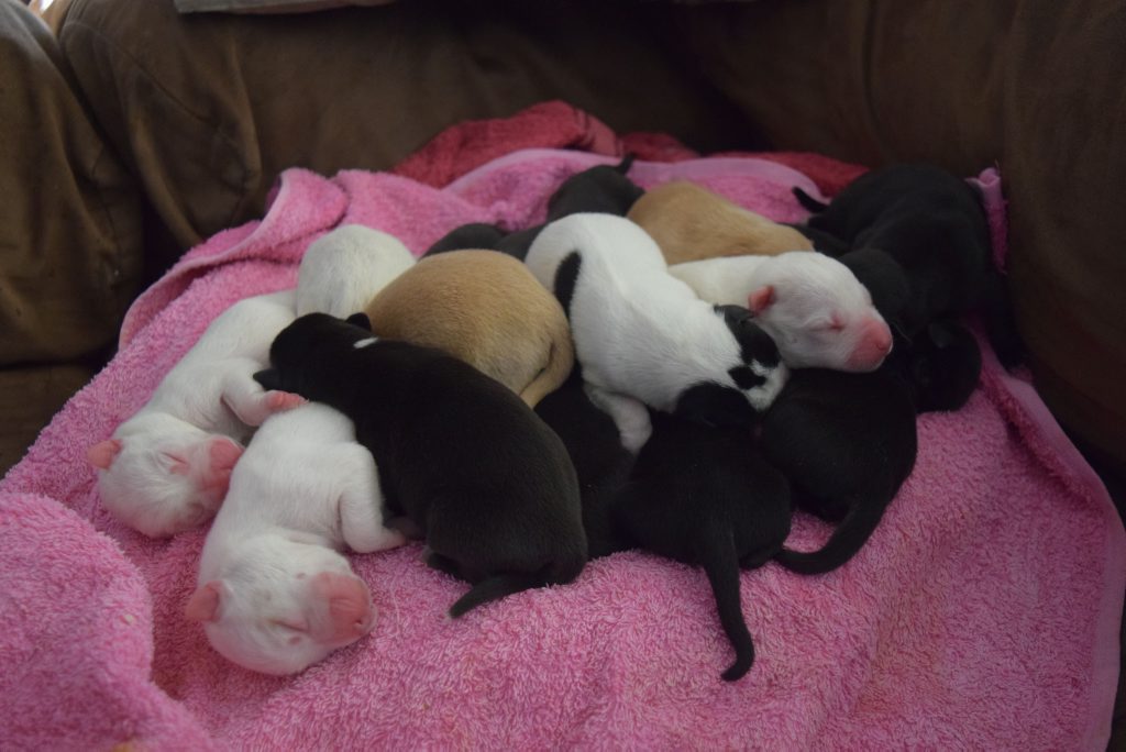 All 15 of Ruby's litter take a nap after a feed. All 15 of Ruby's litter take a nap after a feed.