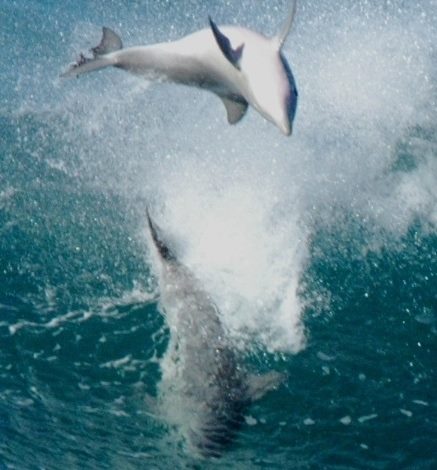 I was lucky enough to be on the North Wall last Friday to capture this action surf shot between a lucky dolphin and a ravenous shark. I was lucky enough to be on the North Wall last Friday to capture this action surf shot between a lucky dolphin and a ravenous shark.