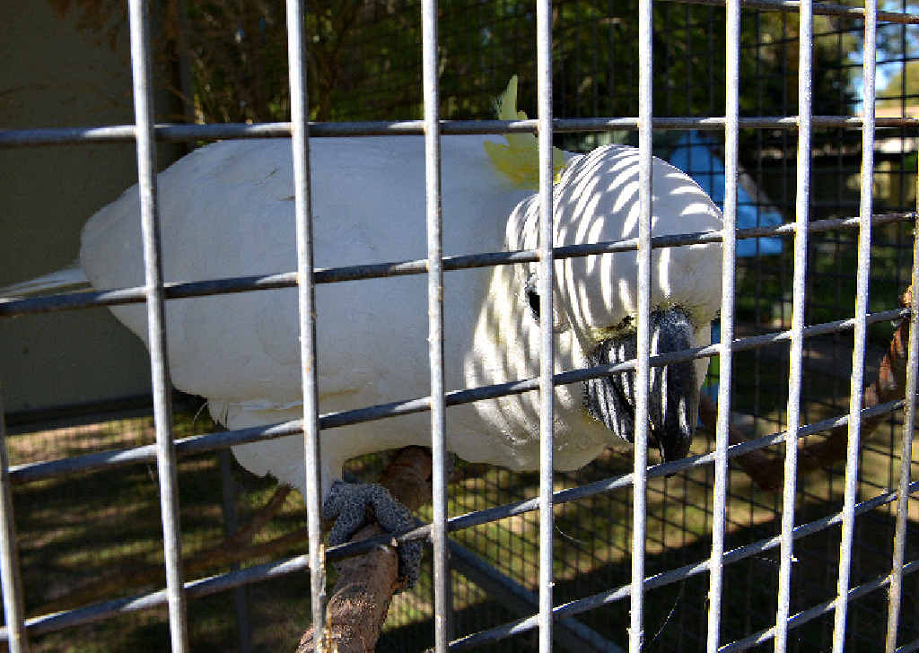 Bomber is a 20-year-old sulphur crested cockatoo looking for company. Bomber is a 20-year-old sulphur crested cockatoo looking for company.
