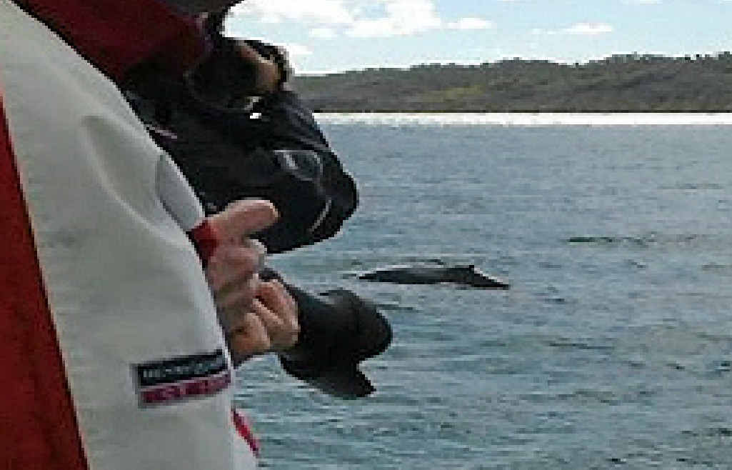 A Fraser Coast tourist spots one of the season’s first humpback whales. A Fraser Coast tourist spots one of the season’s first humpback whales.