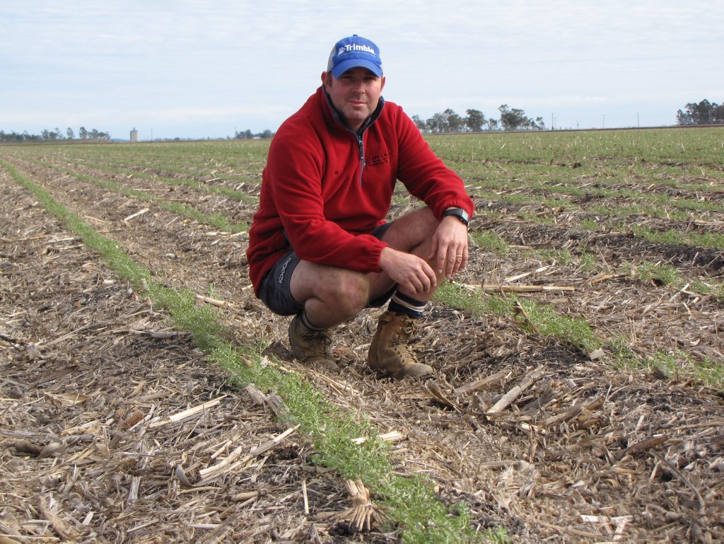 Chickpea famer Nic Clapham on his property at Cecil Plains where they are growing 360 hecatres of chickpeas. Contributed Chickpea famer Nic Clapham on his property at Cecil Plains where they are growing 360 hecatres of chickpeas. Contributed