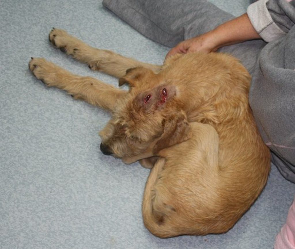 Sergeant came into the Friends of RSPCA Gladstone's care with wounds and cuts. 