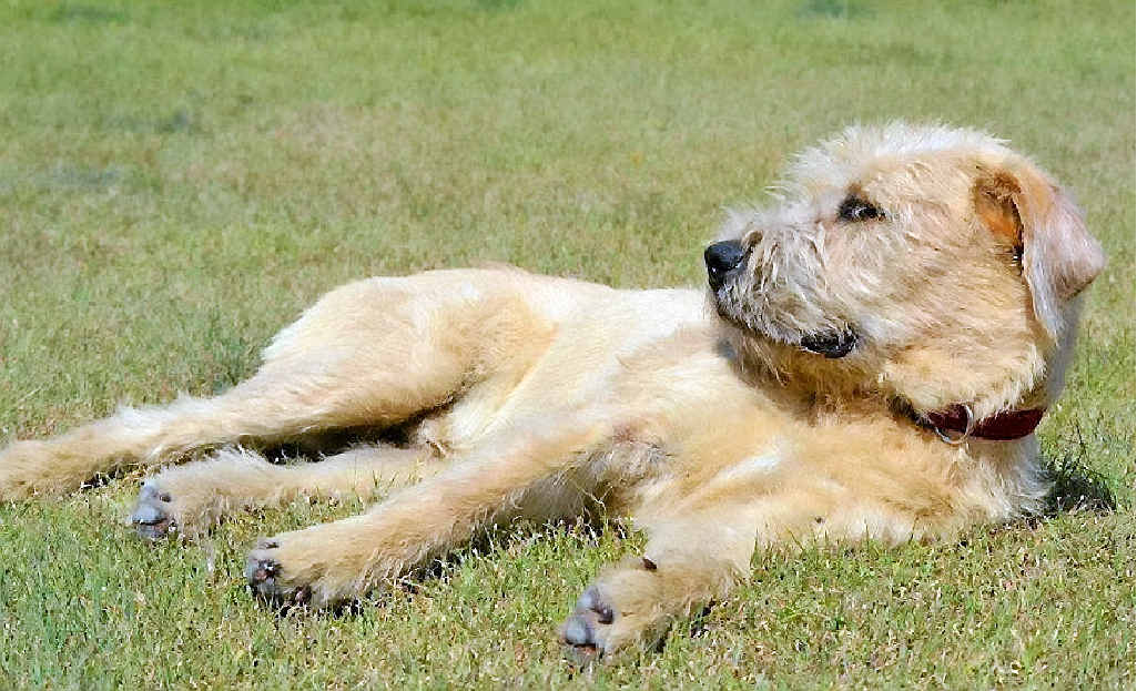 LONG ROAD: Friends of RSCPA dog Sergeant has had an eventful few weeks but now he is happy and healthy.