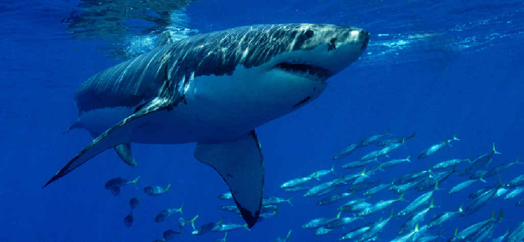 OCEAN GIANTS: Great white sharks are rarely seen by scuba divers. OCEAN GIANTS: Great white sharks are rarely seen by scuba divers.