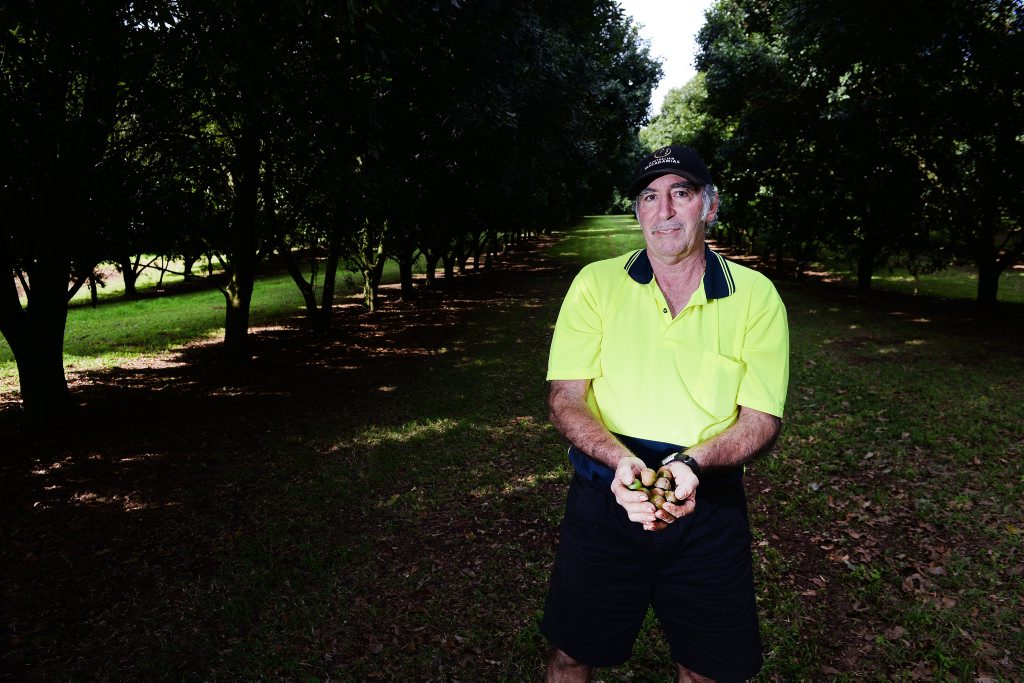 Guito Conte of Tregeagle, on his farm and about to talk to a group from the Australian Macademia Society, how he employed successful growing techniques over the years. Photo Mireille Merlet-Shaw / Northern Star Guito Conte of Tregeagle, on his farm and about to talk to a group from the Australian Macademia Society, how he employed successful growing techniques over the years. Photo Mireille Merlet-Shaw / Northern Star