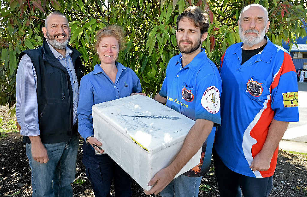 CHAMPION EFFORT: Gympie Regional Council representative Dimitri Scordalides and lands protection officer Bree Galbraith, with Jacob Pilkington and pig hunt promoter Ron Owen at the council’s John St Depot, where the snouts were handed over. CHAMPION EFFORT: Gympie Regional Council representative Dimitri Scordalides and lands protection officer Bree Galbraith, with Jacob Pilkington and pig hunt promoter Ron Owen at the council’s John St Depot, where the snouts were handed over.