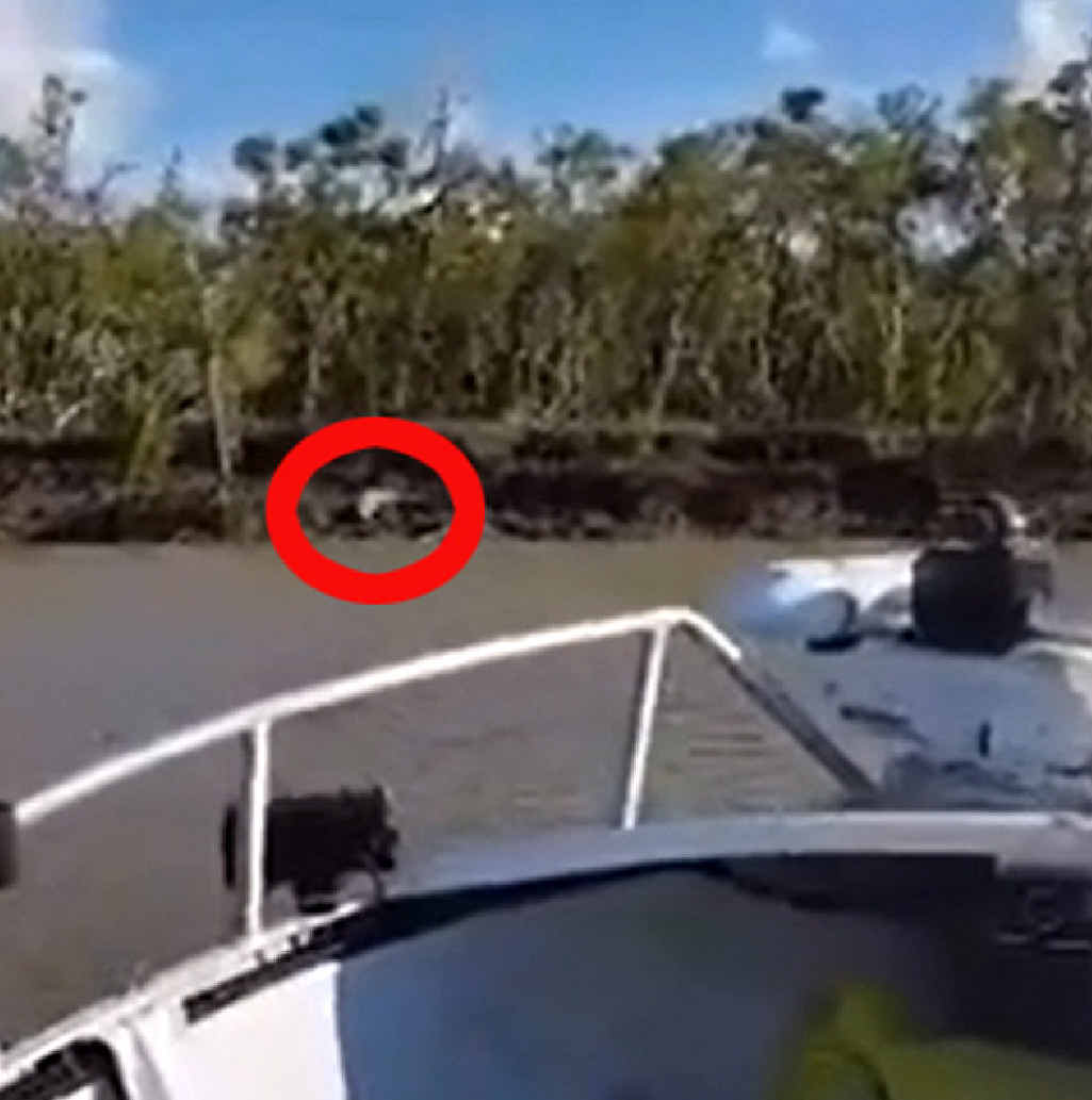 The red circle shows what is believed to be the 4m croc sitting on the riverbank before it slipped into the Fitzroy River. The red circle shows what is believed to be the 4m croc sitting on the riverbank before it slipped into the Fitzroy River.