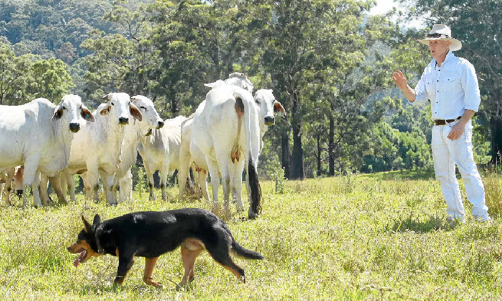 RECORD HIGHS: Coffs Coast grazier Scott Amon welcomes the record cattle prices, which he says are overdue for Australian beef producers. RECORD HIGHS: Coffs Coast grazier Scott Amon welcomes the record cattle prices, which he says are overdue for Australian beef producers.