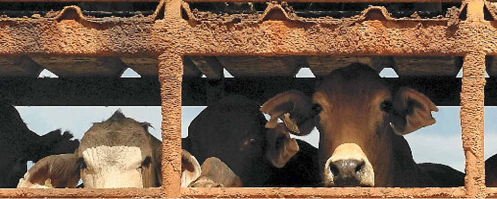 READY TO GO: With Indonesia slashing live cattle imports, exporters are looking for new markets. READY TO GO: With Indonesia slashing live cattle imports, exporters are looking for new markets.