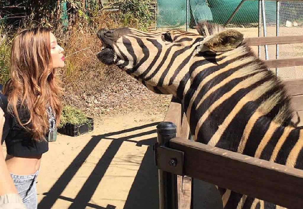 STRAW PLAN: Gympie music star Caitlyn Shadbolt introduces Zambezi the zebra to the Australian country tradition of chewing a hayseed and chatting over the fence. It’s all part of her ambassador role promoting the Muster and Gympie region. STRAW PLAN: Gympie music star Caitlyn Shadbolt introduces Zambezi the zebra to the Australian country tradition of chewing a hayseed and chatting over the fence. It’s all part of her ambassador role promoting the Muster and Gympie region.