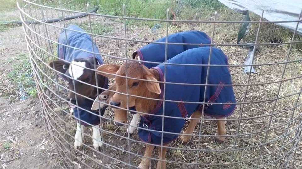 Calves rugged up at Mt Morgan during the first cold snap of winter 2015 Calves rugged up at Mt Morgan during the first cold snap of winter 2015