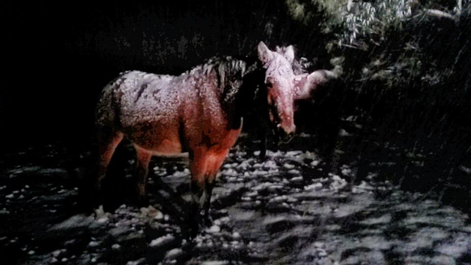 Sandra McEwan took this photo of a horse covered in snow. Sandra McEwan took this photo of a horse covered in snow.
