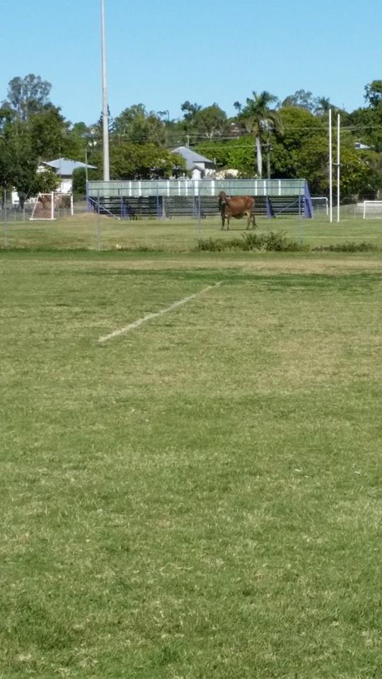Jeanie Peterson - I'm at Jardine park and he's fenced in next to the grass courts Jeanie Peterson - I'm at Jardine park and he's fenced in next to the grass courts
