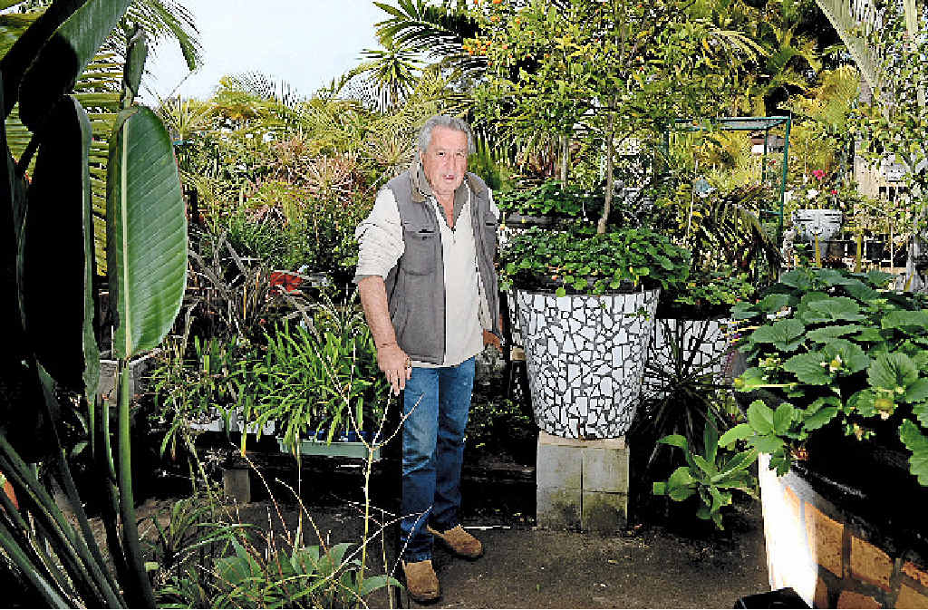 EARTH MAN: Trevor Murray, of Trev’s Garden in Ballina. The council will fine him over $1 million if he doesn’t comply with council demands. EARTH MAN: Trevor Murray, of Trev’s Garden in Ballina. The council will fine him over $1 million if he doesn’t comply with council demands.