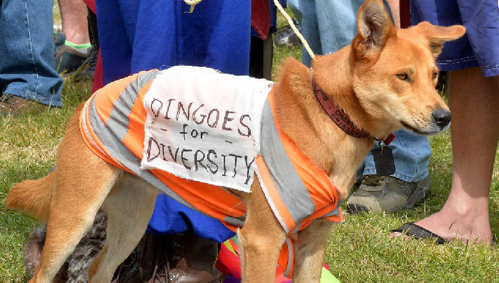 A protestor at the Reclaim Australia Rally in Mackay- held at Jubilee Park A protestor at the Reclaim Australia Rally in Mackay- held at Jubilee Park