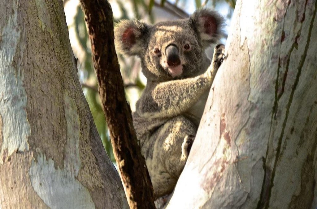 There's still koalas to see in Noosa. Sylvia Wallis