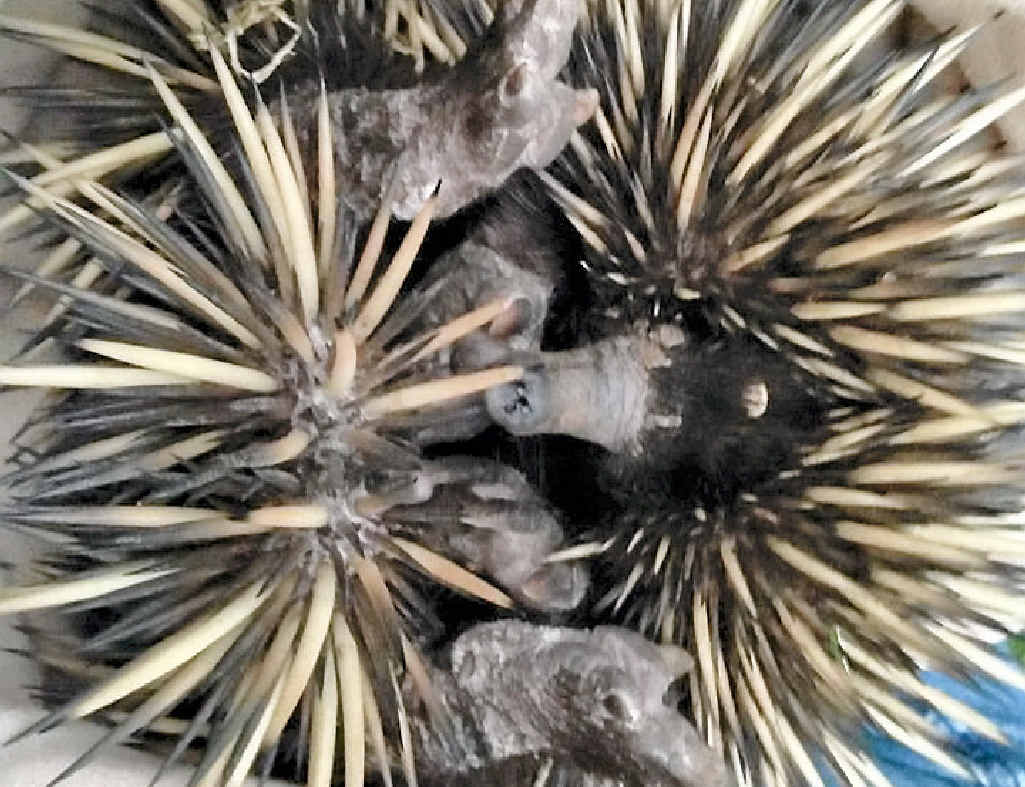 WILDLIFE RESCUE: This echidna was found at the Rio Tinto Alcan Yarwun carpark.