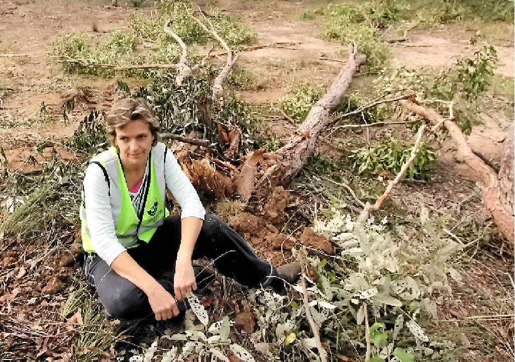 DEVASTATED: Wildlife rescuer Natalie Richardson wants the Fraser Coast Regional Council to put restrictions on private property owners to prevent further clearing. DEVASTATED: Wildlife rescuer Natalie Richardson wants the Fraser Coast Regional Council to put restrictions on private property owners to prevent further clearing.